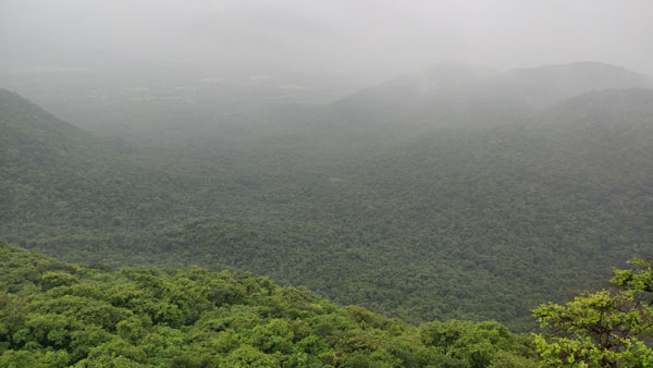 dense-forest-seen-from-asawa-fort
