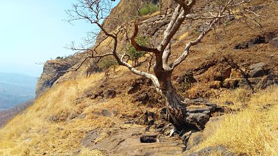 water body under the tree at Sudhagad fort