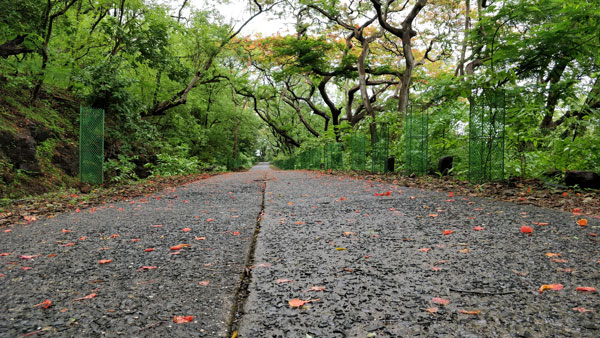 sanjay-gandhi-national-park1